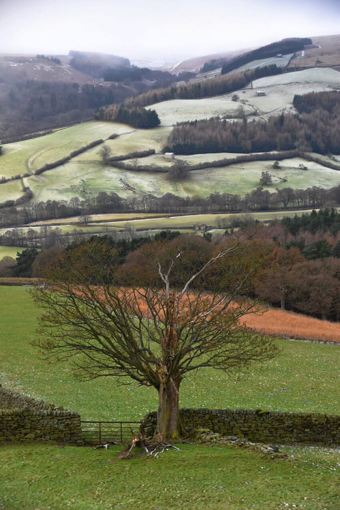 THE-LONELY-TREE-LP00110